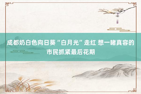 成都奶白色向日葵“白月光”走红 想一睹真容的市民抓紧最后花期
