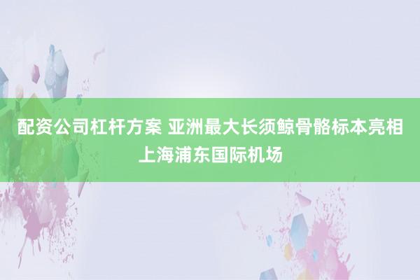 配资公司杠杆方案 亚洲最大长须鲸骨骼标本亮相上海浦东国际机场